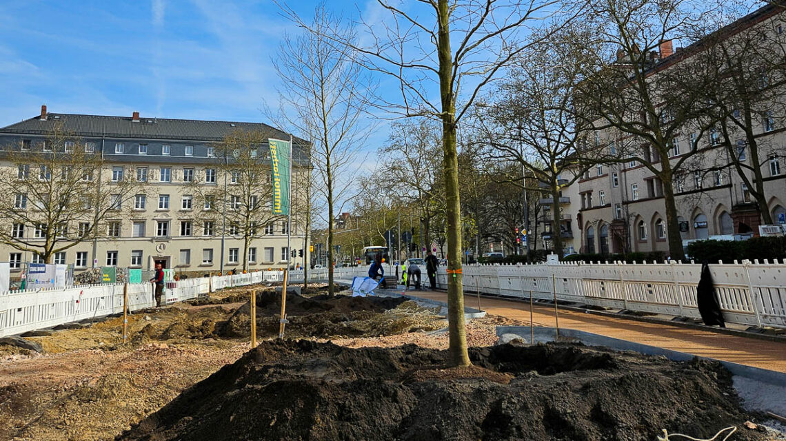 Die ersten Bäume entlang der Klarenthaler Straße stehen auf dem Elsässer Platz.