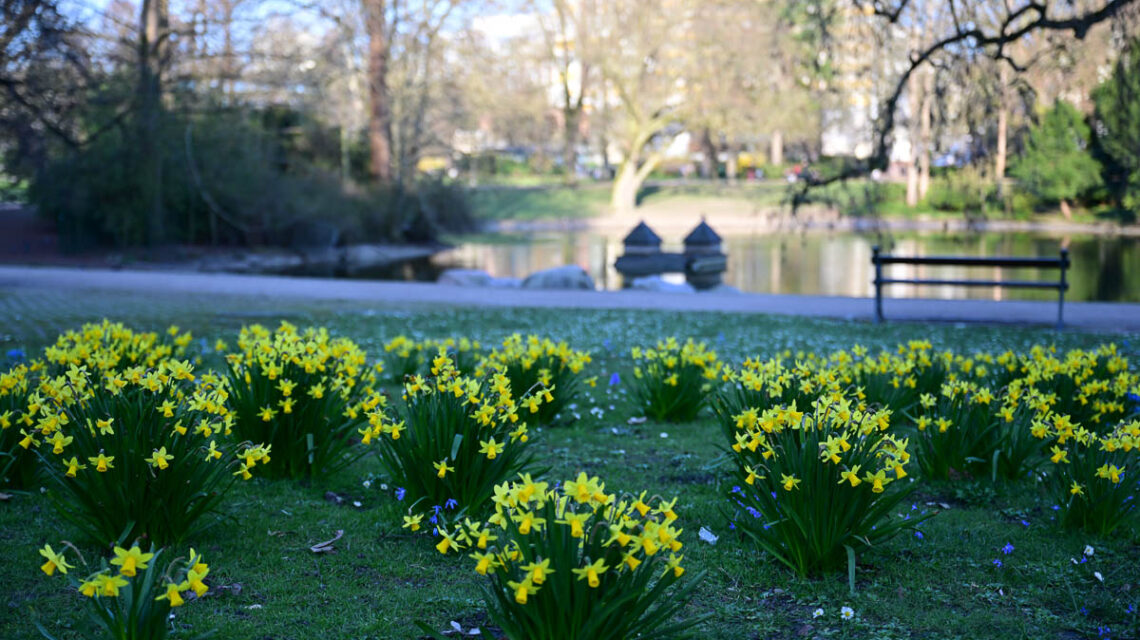 Narzissen am Warmen Damm