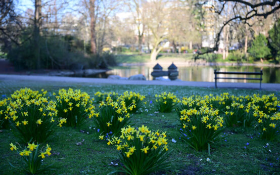 Narzissen am Warmen Damm