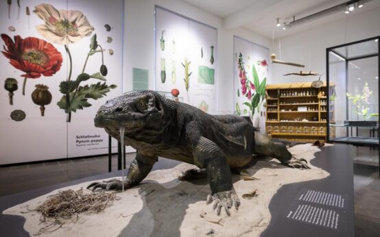 Ausstellungsansicht mit Komodowaran. Foto: Museum Wiesbaden / Bernd Fickert