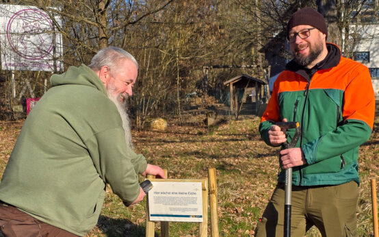 Auf der Grünanlage „Unter den Eichen“ hat das Umweltamt damit begonnen, Eichenschösslinge zu pflanzen und mit Schutzzäunen zu sichern
