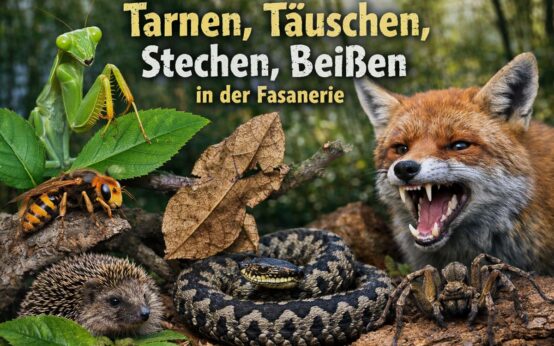 Raffinierte Natur: In der Fasanerie verraten Pflanzen und Tiere am 14. März ihre besten Tarn- und Täuschungsmanöver.