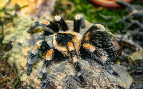 Vogelspinnen sind große, meist nachtaktive Webspinnen, die weltweit in warmen Regionen vorkommen.