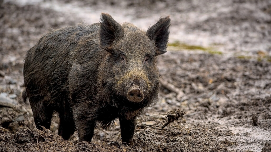 Wildschwein im Wald in der freien Natur.