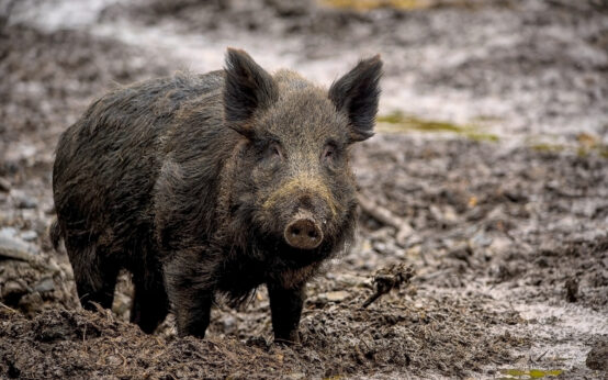 Wildschwein im Wald in der freien Natur.