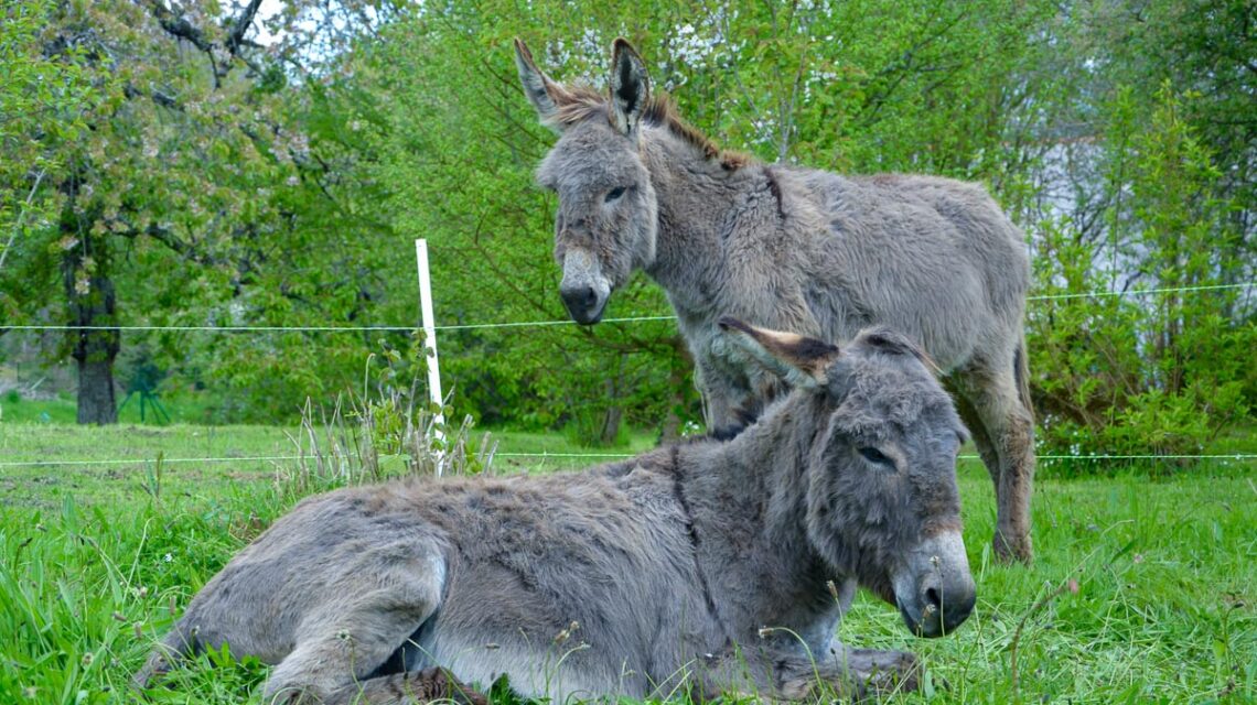 Zwei Esel am weiden.