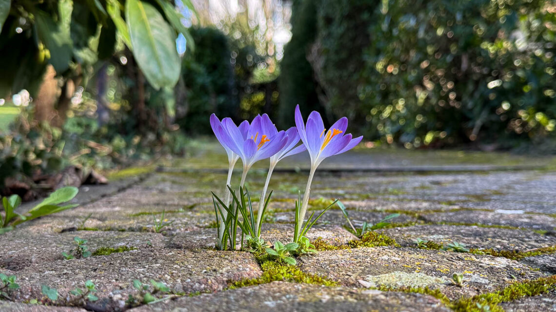 Wilder Krokuss sucht sich überall seinen Weg.