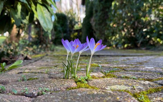 Wilder Krokuss sucht sich überall seinen Weg.