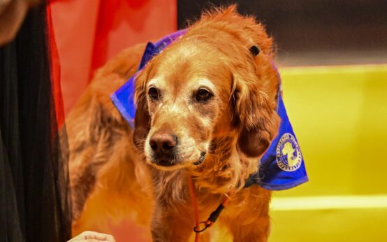 Assistenzhunde, Alltagshelfer auf vier Pfoten. Im Bild auf einer Gala.