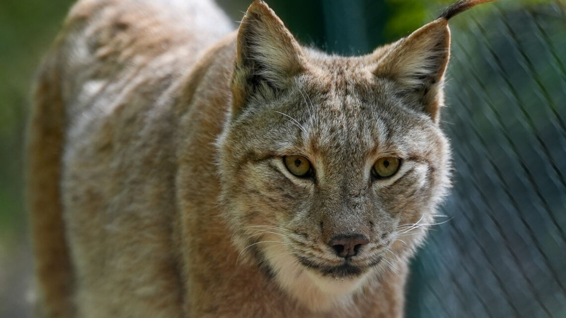 Luchs in der Fasanerie