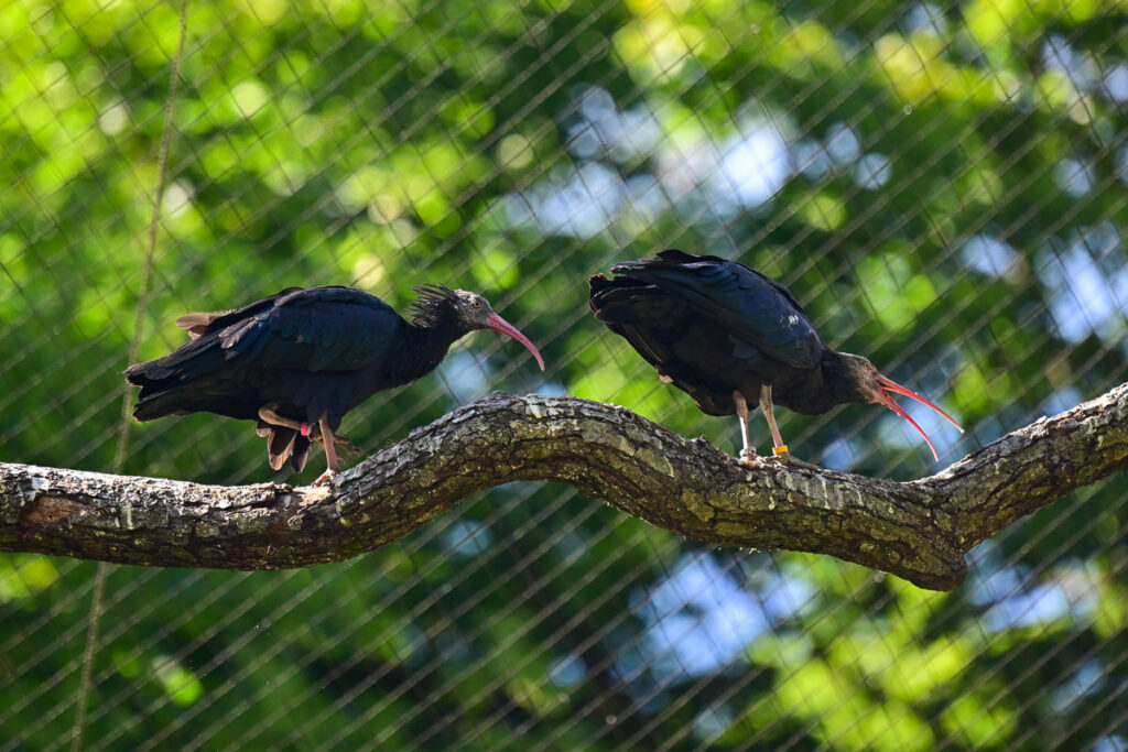 Waldrapp Claudia (gelber Ring) und Thomas (pinker Ring) in der neuen Vogelvoliere.