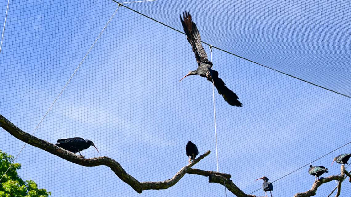 Waldrapp in der Vogelvoliere, acht Stück sind in Wiesbaden jetzt heimisch.