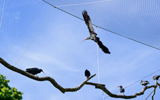 Waldrapp in der Vogelvoliere, acht Stück sind in Wiesbaden jetzt heimisch.