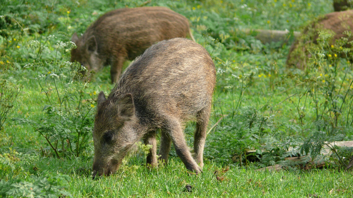 Junge Ferkel als Symbol für ASP.