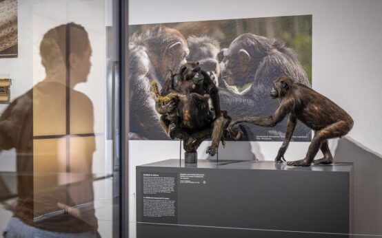 Blick in die Ausstellung. Foto: Museum Wiesbaden / Bernd Fickert