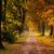 November: Herbst, Baumallee