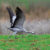 Wildvogel beim Start