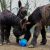 Esel-Anlage: Drei Poitou-Esel im Tier- und Pflanzenpark Fasanerie Wiesbaden